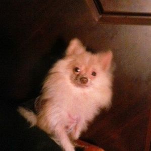 Meet your Posher, Billy